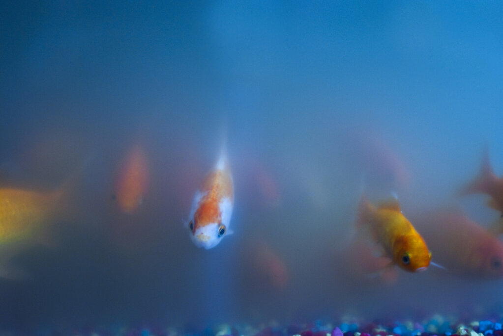 goldfishes